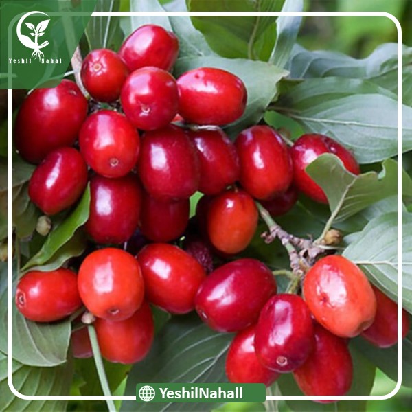 نهال زغال اخته فومینا